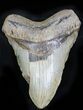 Bargain Megalodon Tooth - North Carolina #21945-1